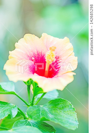 The wildflowers around the house, in all their seasonal colors, and the vibrant tropical hibiscus flowers adorn the greenhouse at the botanical garden. The wildflowers around the house, in all their seasonal colors, and the vibrant tropical hibiscus flowers adorn the greenhouse at the botanical garden. 142685298