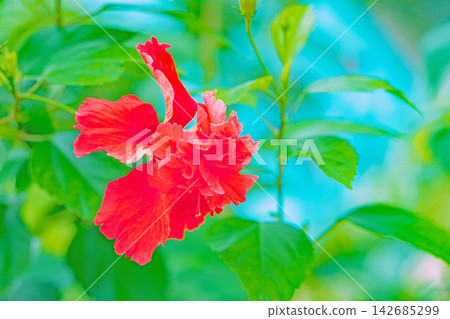 The wildflowers around the house, in all their seasonal colors, and the vibrant tropical hibiscus flowers adorn the greenhouse at the botanical garden. The wildflowers around the house, in all their seasonal colors, and the vibrant tropical hibiscus flowers adorn the greenhouse at the botanical garden. 142685299