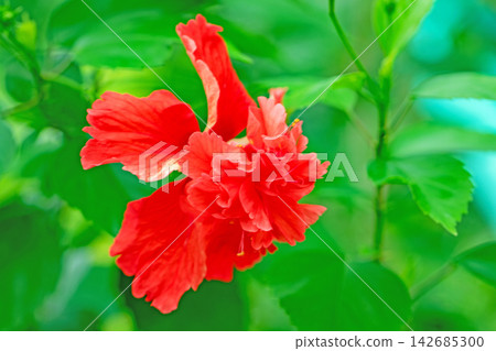 The wildflowers around the house, in all their seasonal colors, and the vibrant tropical hibiscus flowers adorn the greenhouse at the botanical garden. The wildflowers around the house, in all their seasonal colors, and the vibrant tropical hibiscus flowers adorn the greenhouse at the botanical garden. 142685300