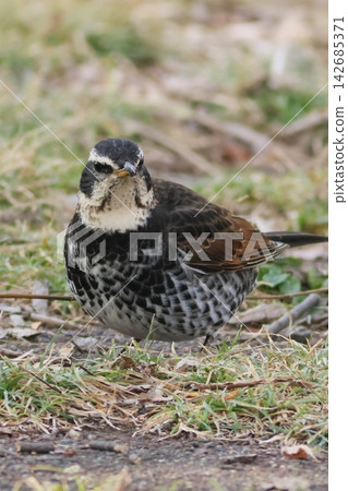 畫眉鳥 - 冬季野生鳥類 - 候鳥 - 在地面覓食 畫眉鳥 - 冬季野生鳥類 - 候鳥 - 在地面覓食 142685371