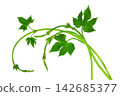 Fresh hop tendrils with young leaves. Isolated. Spring. Medicinal plants. Brewing. on transparent without shadow. PNG 142685377
