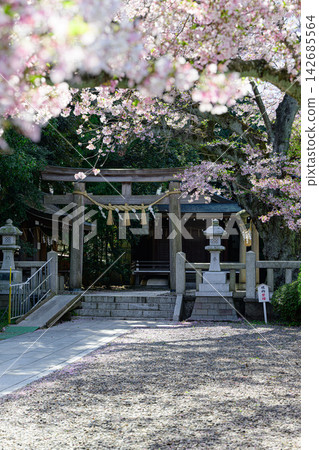 熊野神社的櫻花：春日景象 142685564