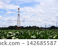 Scenery from a taro-producing region Scenery from a taro-producing region 142685587