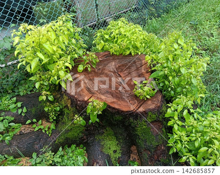 “樹樁和周圍的綠色植物：花園維護、景觀美化、自然和再生所需的材料。” 142685857