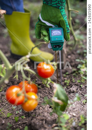 Gardening Soil Meter Testing Tomato Plant in Organic Vegetable Garden Gardening Soil Meter Testing Tomato Plant in Organic Vegetable Garden 142685990