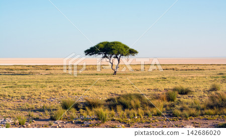 Acacia Tree in Arid Savanna Grassland Landscape Acacia Tree in Arid Savanna Grassland Landscape 142686020