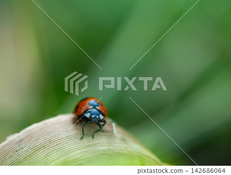 Seven-spotted Ladybug Seven-spotted Ladybug 142686064