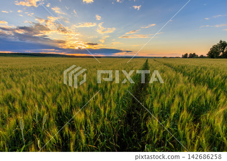 Wheat Field at Sunset with Golden Sky and Rural Landscape Wheat Field at Sunset with Golden Sky and Rural Landscape 142686258