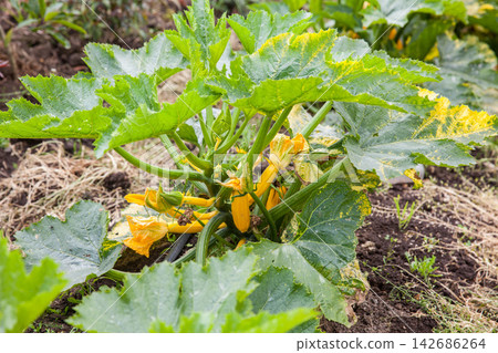 Yellow Zucchini Plant Growing in Organic Vegetable Garden Yellow Zucchini Plant Growing in Organic Vegetable Garden 142686264