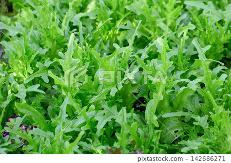 Fresh Arugula Leaves Growing in Green Organic Garden Fresh Arugula Leaves Growing in Green Organic Garden 142686271