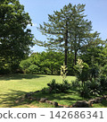 Blue sky and lush green lawn with yucca flowers in bloom and trees with fresh green leaves. 142686341