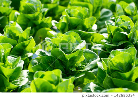 Fresh Green Lettuce Growing in Sunlit Organic Garden Fresh Green Lettuce Growing in Sunlit Organic Garden 142686354