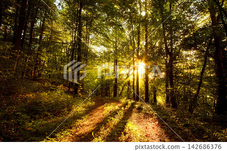 Forest Path with Golden Sunlight Through Trees Forest Path with Golden Sunlight Through Trees 142686376