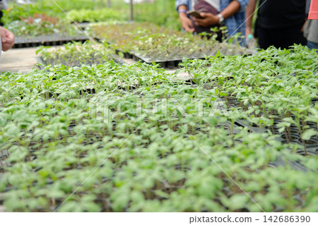 Green Seedlings Growing in Plant Nursery Greenhouse Green Seedlings Growing in Plant Nursery Greenhouse 142686390