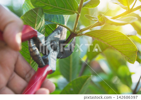 Pruning Shears Cutting Green Tree Branch in Sunlit Garden Pruning Shears Cutting Green Tree Branch in Sunlit Garden 142686397