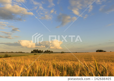 Golden Wheat Field Under Blue Sky with Summer Clouds 142686405