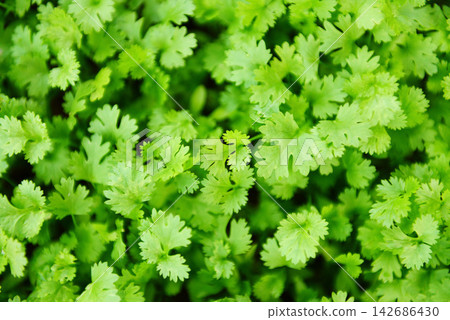Fresh Cilantro Leaves Macro Green Herb Background Fresh Cilantro Leaves Macro Green Herb Background 142686430