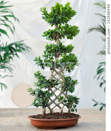Bonsai Tree in Pot with Lush Green Leaves in Minimal Interior Bonsai Tree in Pot with Lush Green Leaves in Minimal Interior 142686448