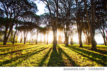 Sunlit Pine Forest Park with Golden Hour Shadows 142686453