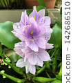 A close-up of the water hyacinth flower (aquatic plant). 142686510