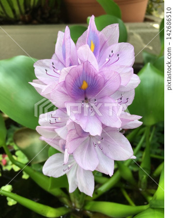 A close-up of the water hyacinth flower (aquatic plant). A close-up of the water hyacinth flower (aquatic plant). 142686510