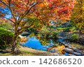 Ibaraki, Mito Kairakuen, Maple Valley 142686520
