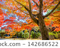 Ibaraki, Mito Kairakuen, Maple Valley 142686522