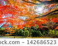 Ibaraki, Mito Kairakuen, Maple Valley 142686523