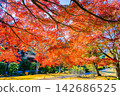 Ibaraki, Mito Kairakuen, Maple Valley 142686525