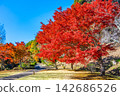 Ibaraki, Mito Kairakuen, Maple Valley 142686526