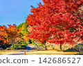 Ibaraki, Mito Kairakuen, Maple Valley 142686527