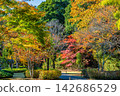 Ibaraki, Mito Kairakuen, Maple Valley 142686529