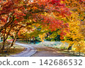 Ibaraki, Mito Kairakuen, Maple Valley 142686532