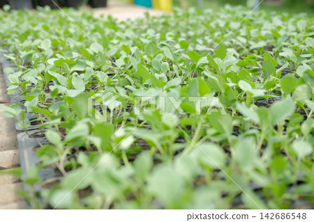 Green Vegetable Seedlings Growing in Nursery Trays Green Vegetable Seedlings Growing in Nursery Trays 142686548