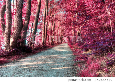 Pink Infrared Forest Path with Vibrant Woodland Trees Pink Infrared Forest Path with Vibrant Woodland Trees 142686549