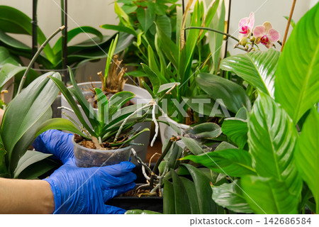 Orchid Plant Care with Blue Gloves in Indoor Garden Orchid Plant Care with Blue Gloves in Indoor Garden 142686584