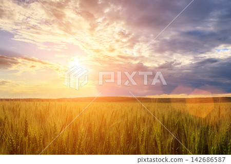 Wheat Field Sunset with Dramatic Clouds and Golden Light Wheat Field Sunset with Dramatic Clouds and Golden Light 142686587