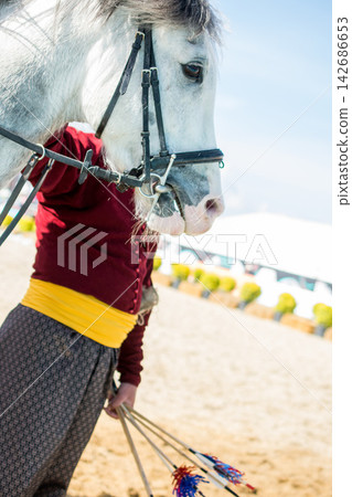 White Horse Portrait with Bridle and Traditional Rider Outdoors White Horse Portrait with Bridle and Traditional Rider Outdoors 142686653