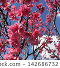A scene of cherry blossoms in full bloom against a blue sky. 142686732