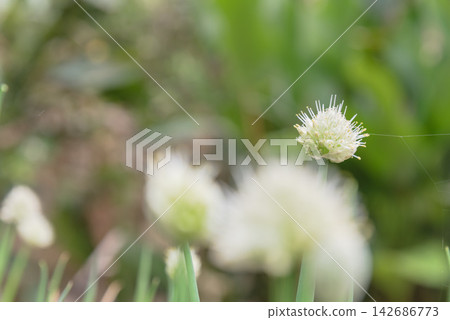 White Allium Flower Macro with Soft Green Bokeh White Allium Flower Macro with Soft Green Bokeh 142686773