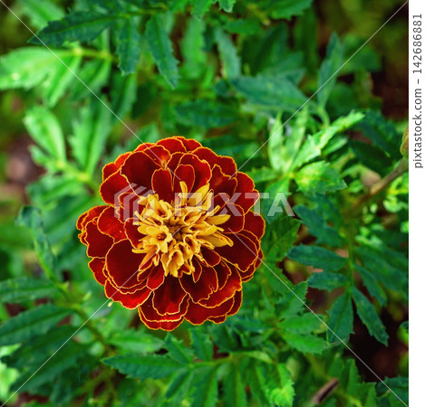 Marigold Flower Close-Up with Green Garden Foliage Marigold Flower Close-Up with Green Garden Foliage 142686881