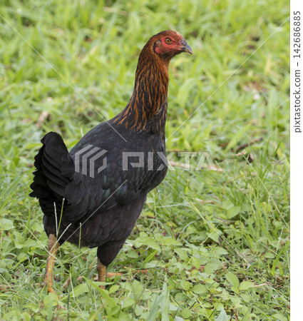 Black Chicken Standing in Green Grass on a Rural Farm Black Chicken Standing in Green Grass on a Rural Farm 142686885