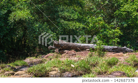 A decaying fallen tree over the rocks on the forest floor 142687376