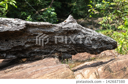 A decaying fallen tree over the rocks on the forest floor 142687380