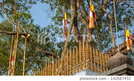 Jaya Sri Maha Bodhi sacred tree in Anuradhapura, Sri Lanka, surrounded by a gold fence Jaya Sri Maha Bodhi sacred tree in Anuradhapura, Sri Lanka, surrounded by a gold fence 142687432