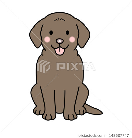 Vector illustration of a brown Labrador Retriever (full body) 142687747
