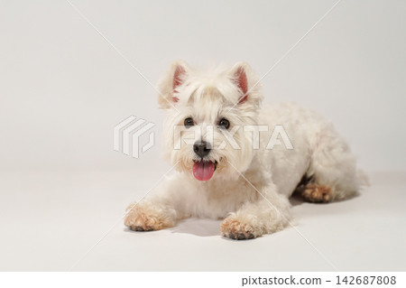Westie的白底影棚肖像照 Westie的白底影棚肖像照 142687808