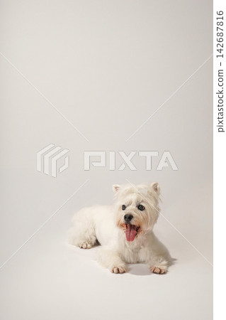 Westie的白底影棚肖像照 Westie的白底影棚肖像照 142687816
