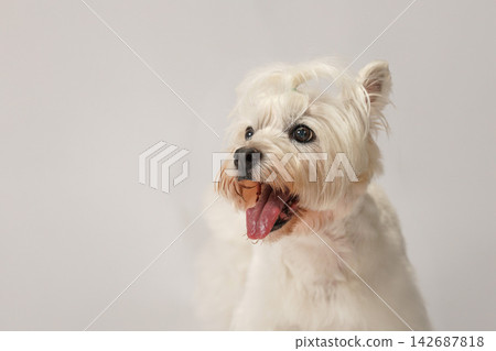 Westie的白底影棚肖像照 Westie的白底影棚肖像照 142687818