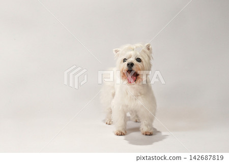 Westie的白底影棚肖像照 142687819